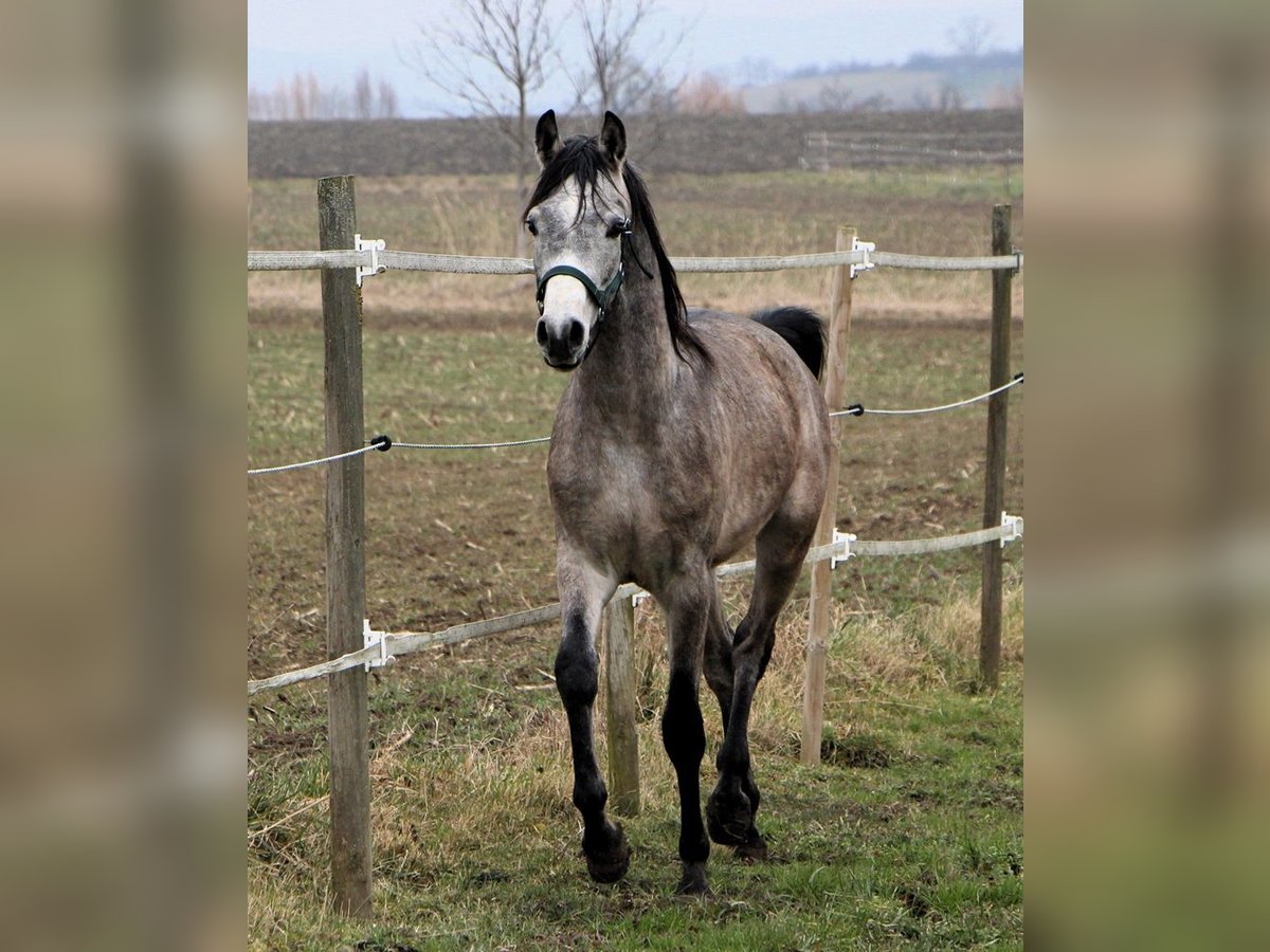 Pura Raza Árabe Caballo castrado 2 años 152 cm Tordo rodado in Kehl