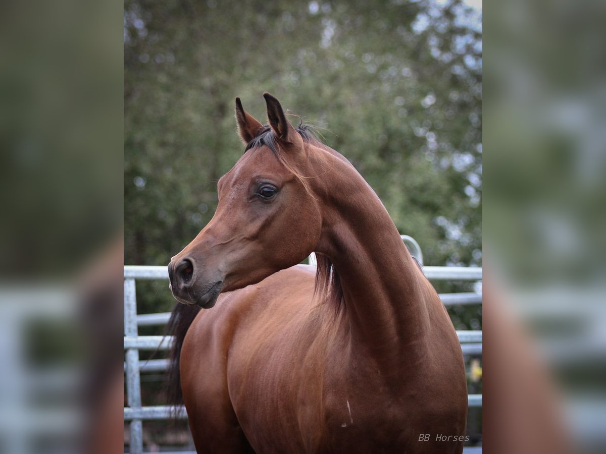 Pura Raza Árabe Caballo castrado 2 años 154 cm Castaño in Pastetten