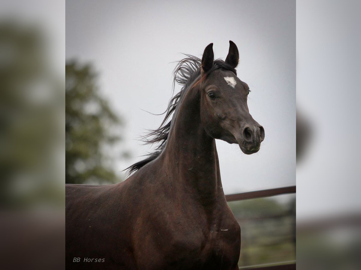 Pura Raza Árabe Caballo castrado 2 años 154 cm Negro in Pastetten