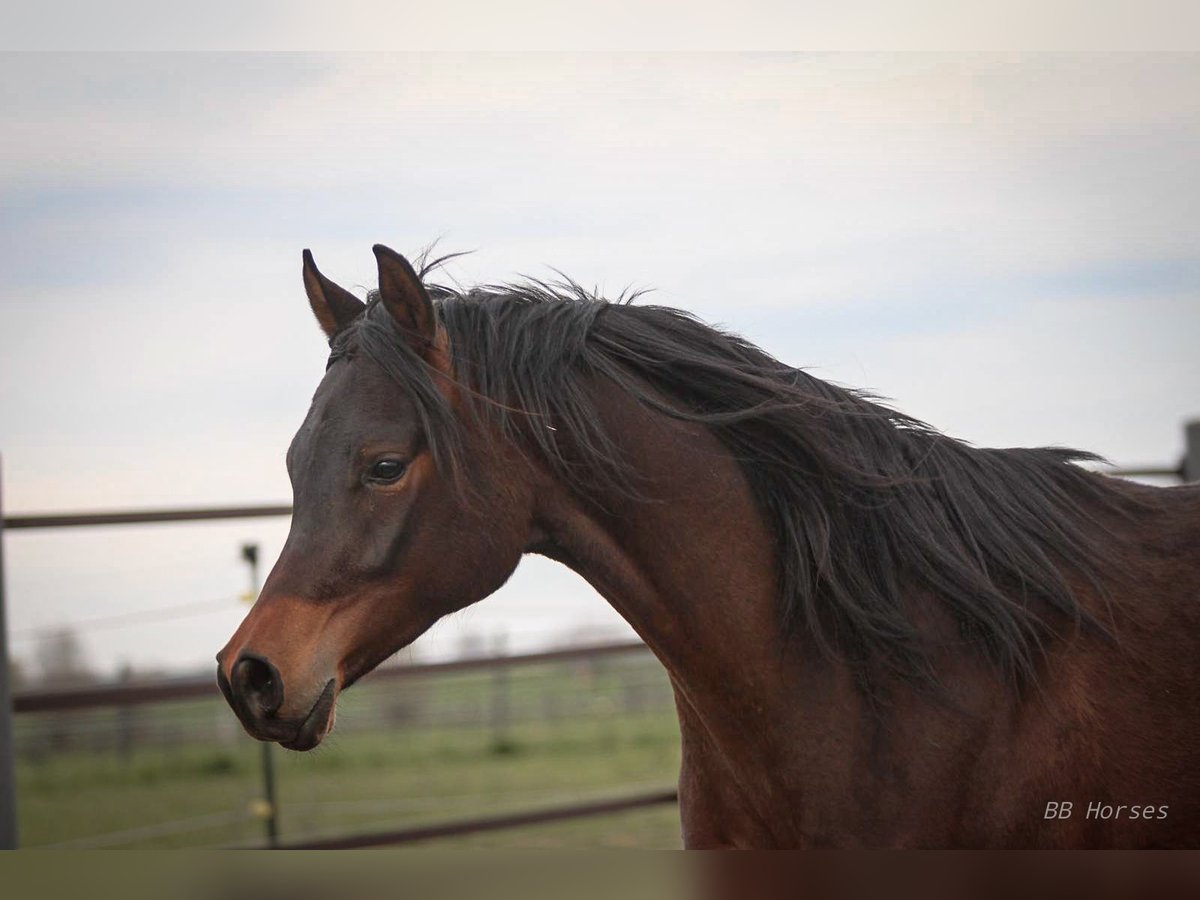 Pura Raza Árabe Caballo castrado 2 años 158 cm Castaño in Pastetten