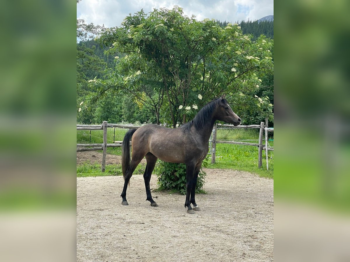 Pura Raza Árabe Caballo castrado 2 años Tordo in Gr&#xFC;nbach am Schneeberg