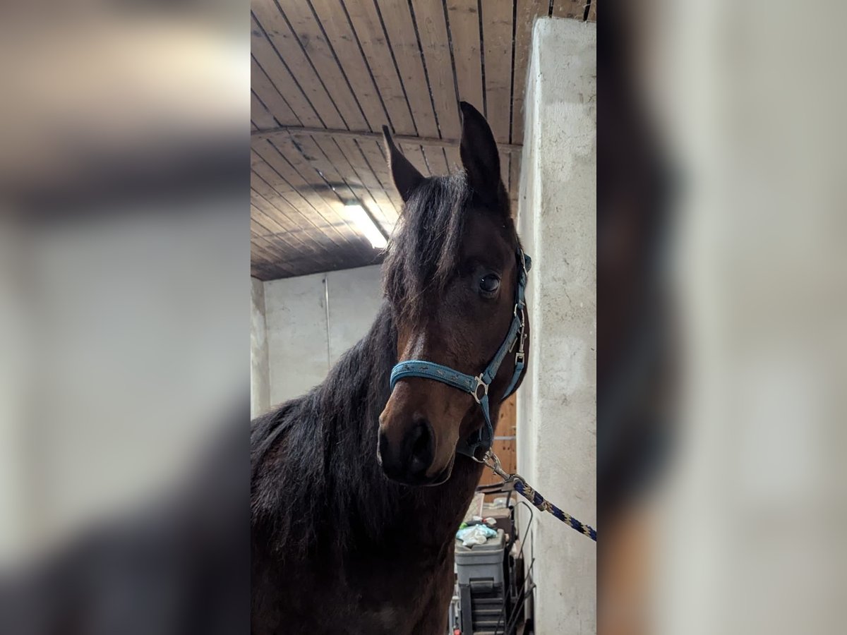 Pura Raza Árabe Caballo castrado 3 años 149 cm Castaño in Neuhausen ob EckN