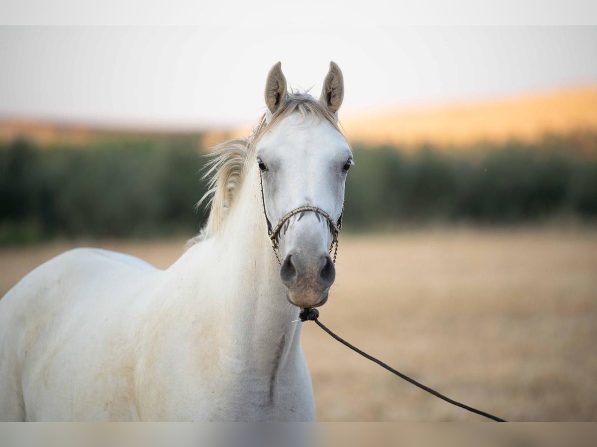 Pura Raza Árabe Caballo castrado 3 años 150 cm Tordo in Bonares