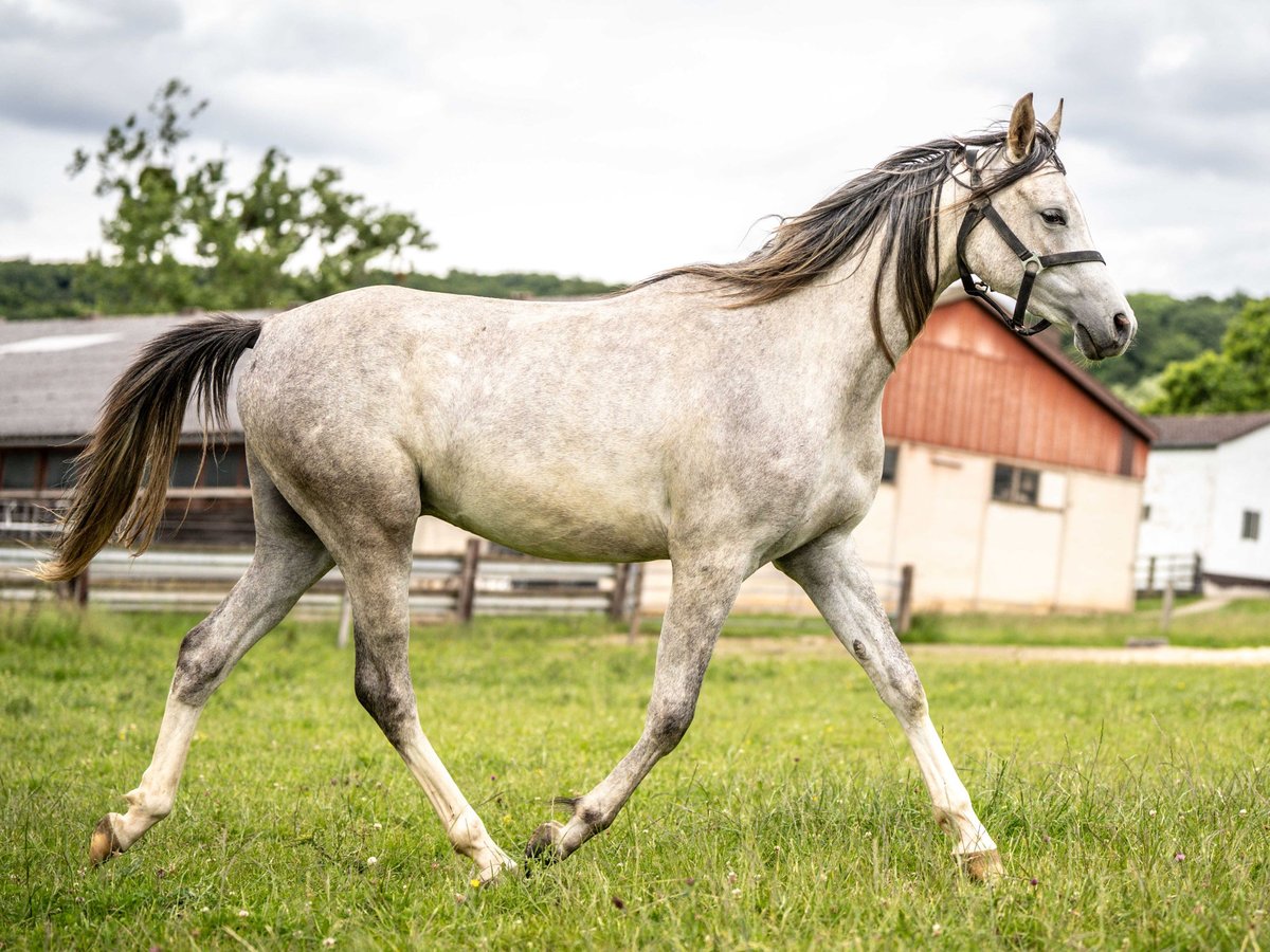 Pura Raza Árabe Caballo castrado 3 años 151 cm Tordo in Herzberg am Harz
