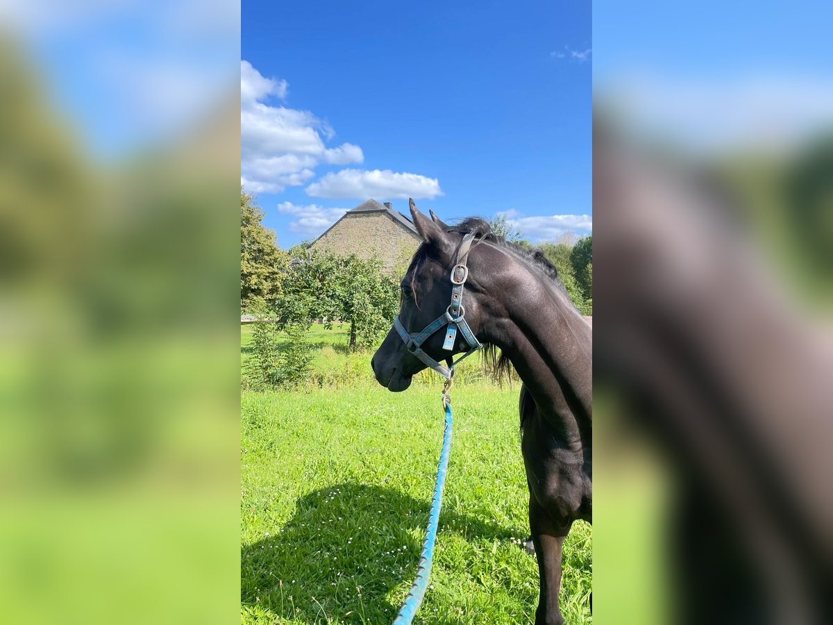 Pura Raza Árabe Caballo castrado 3 años 153 cm Tordo in Harinsart