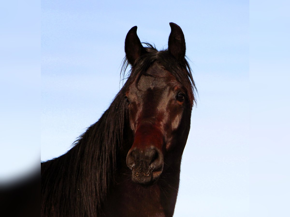 Pura Raza Árabe Caballo castrado 3 años 155 cm Morcillo in Kehl