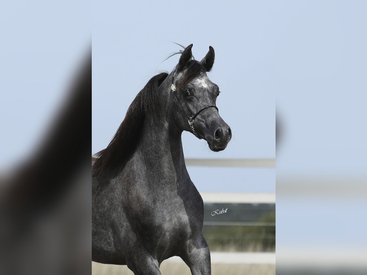 Pura Raza Árabe Caballo castrado 3 años 155 cm Tordillo negro in Leun