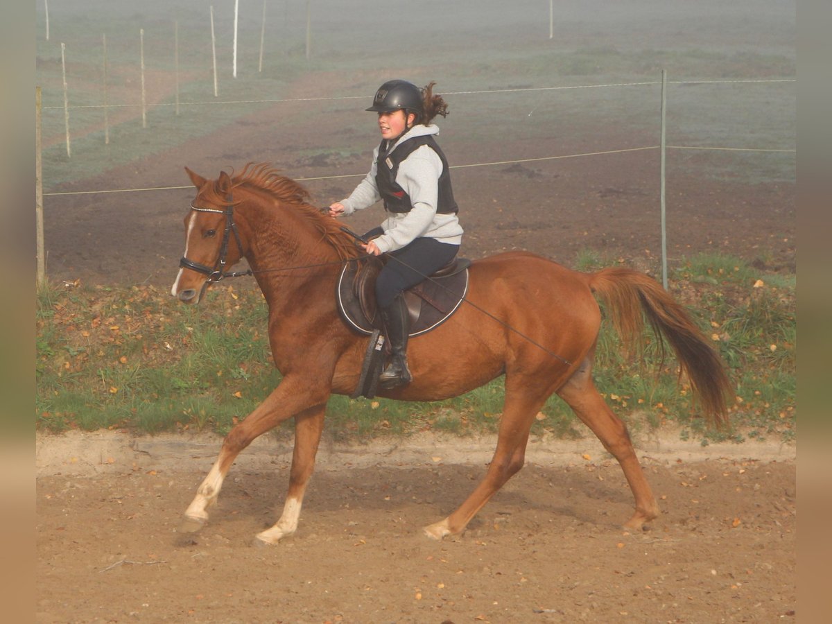 Pura Raza Árabe Caballo castrado 3 años 156 cm Alazán in Freiamt