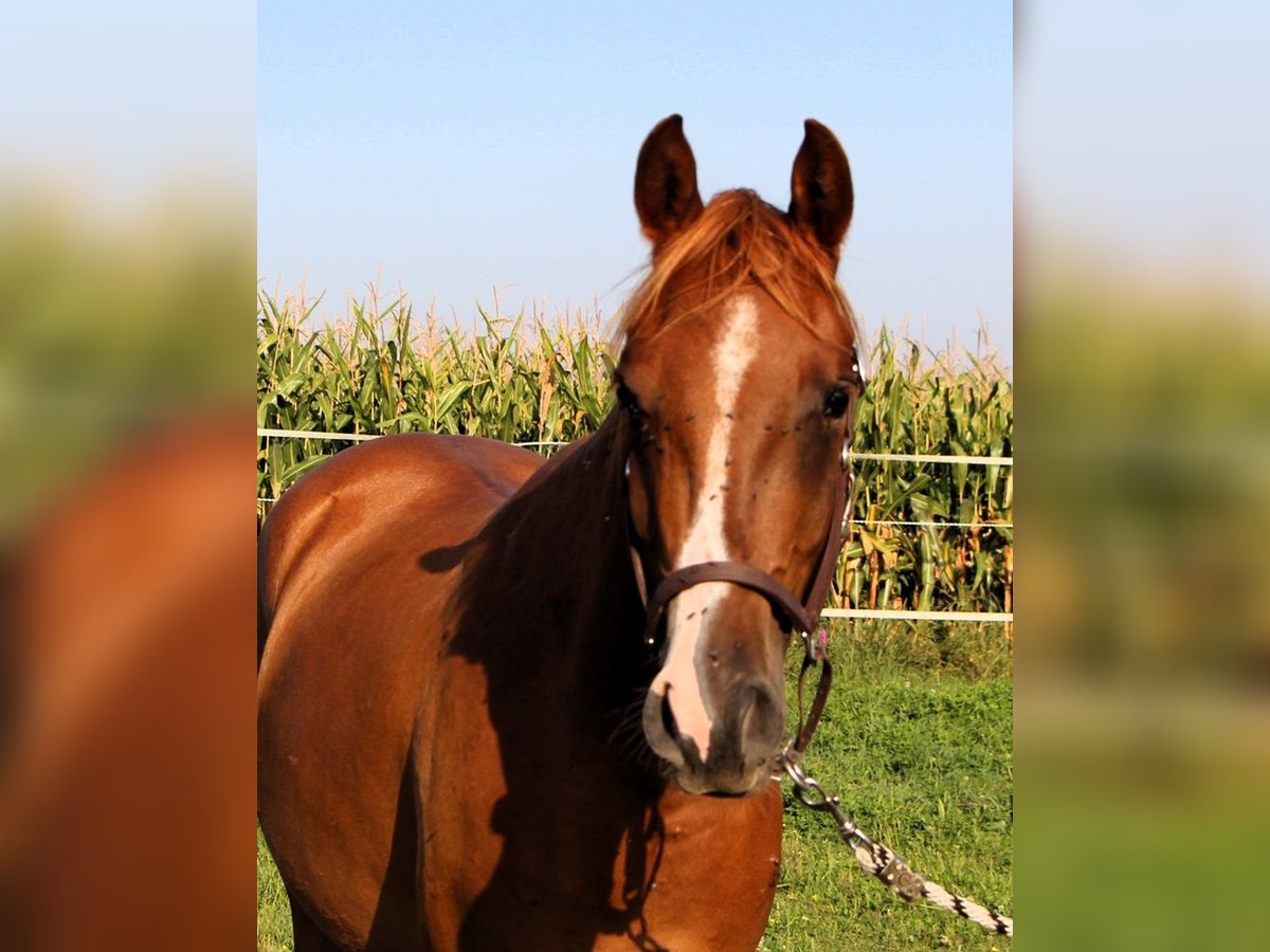 Pura Raza Árabe Caballo castrado 3 años 156 cm Alazán in Reutenbourg