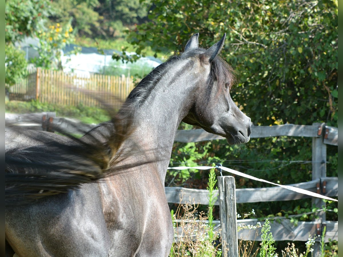 Pura Raza Árabe Caballo castrado 3 años 156 cm Tordo in Koprivnica