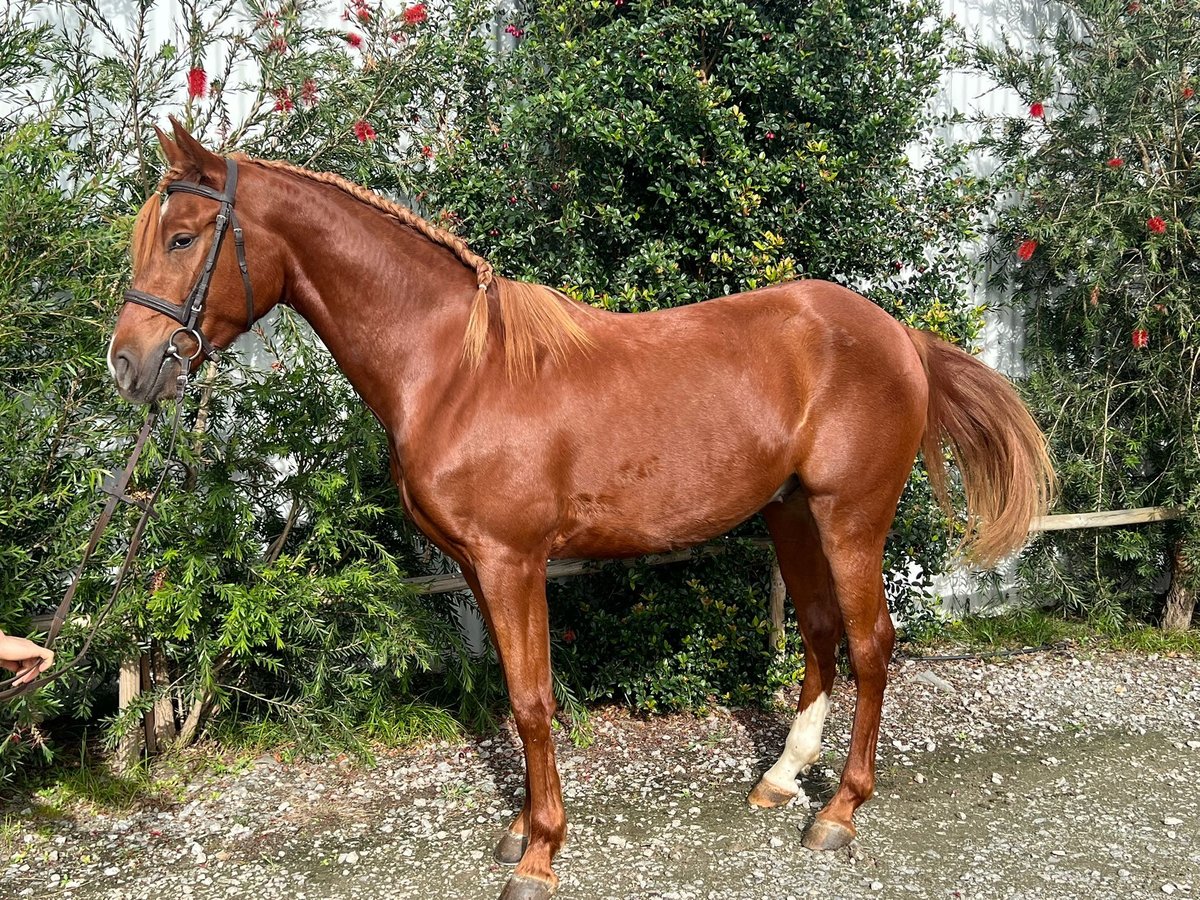 Pura Raza Árabe Mestizo Caballo castrado 3 años in Barcelos