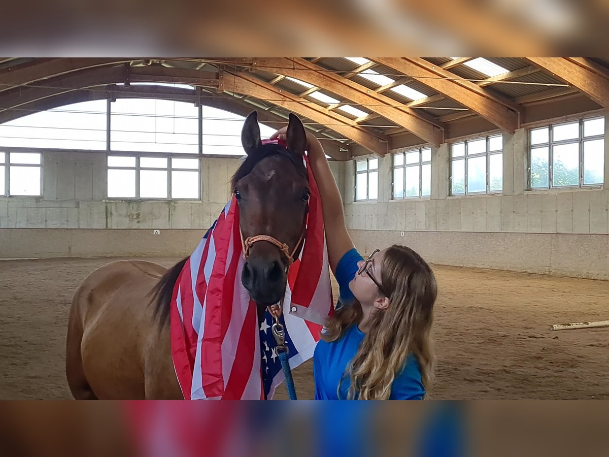 Pura Raza Árabe Caballo castrado 3 años in Igelschwang