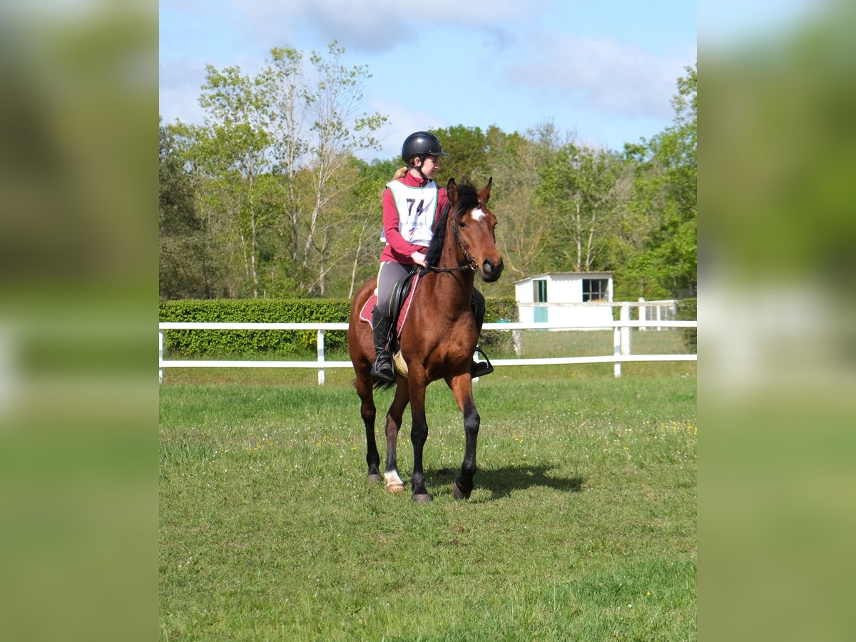 Pura Raza Árabe Caballo castrado 4 años 148 cm Castaño in Quetteville