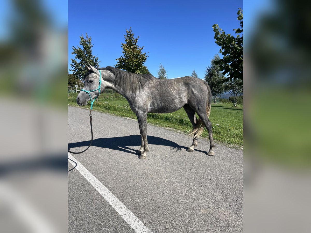 Pura Raza Árabe Caballo castrado 4 años 148 cm Tordo in Grgar