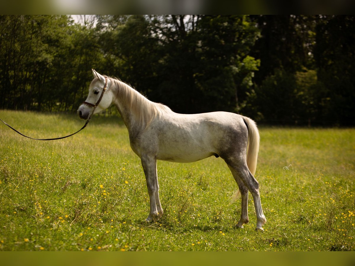 Pura Raza Árabe Caballo castrado 4 años 150 cm Tordo in Amtzell