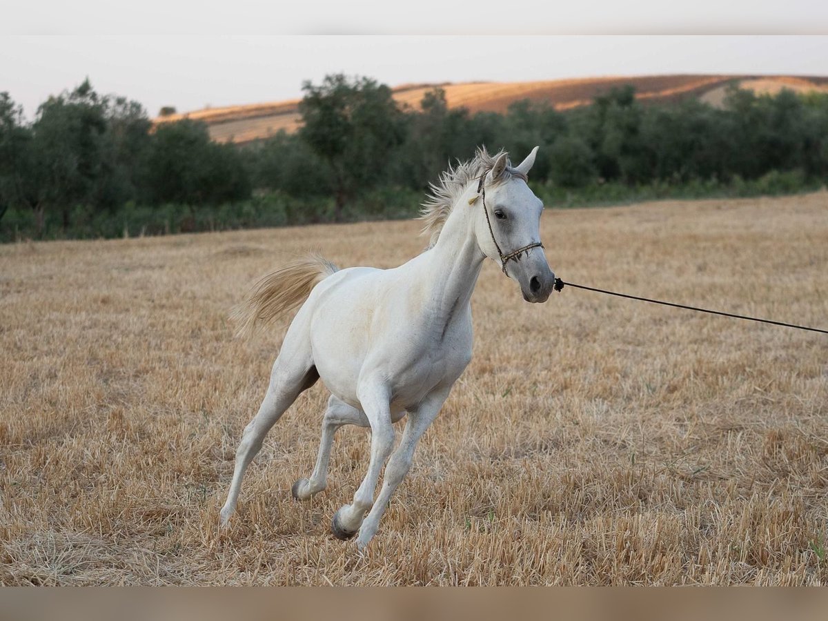 Pura Raza Árabe Caballo castrado 4 años 152 cm Tordo in Bonares