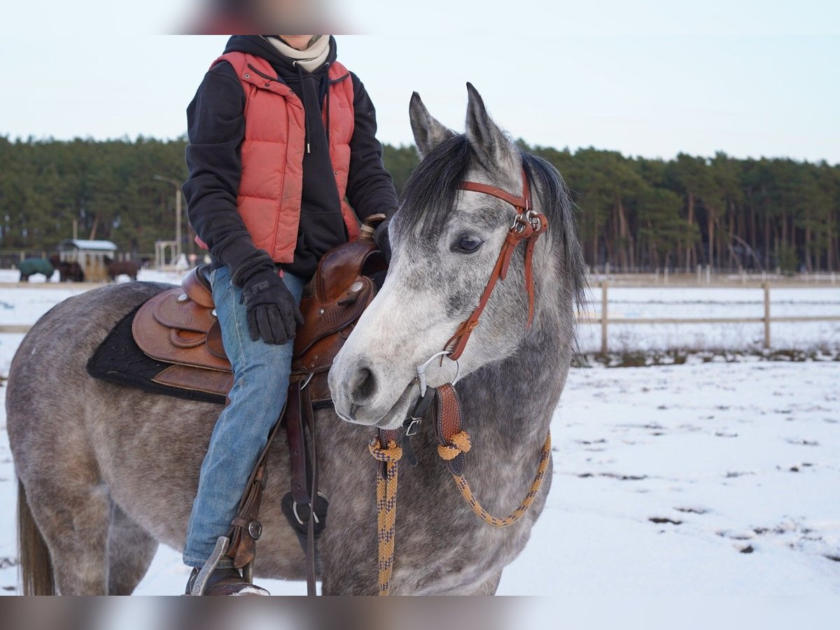 Pura Raza Árabe Caballo castrado 4 años 153 cm Tordo in Beelitz