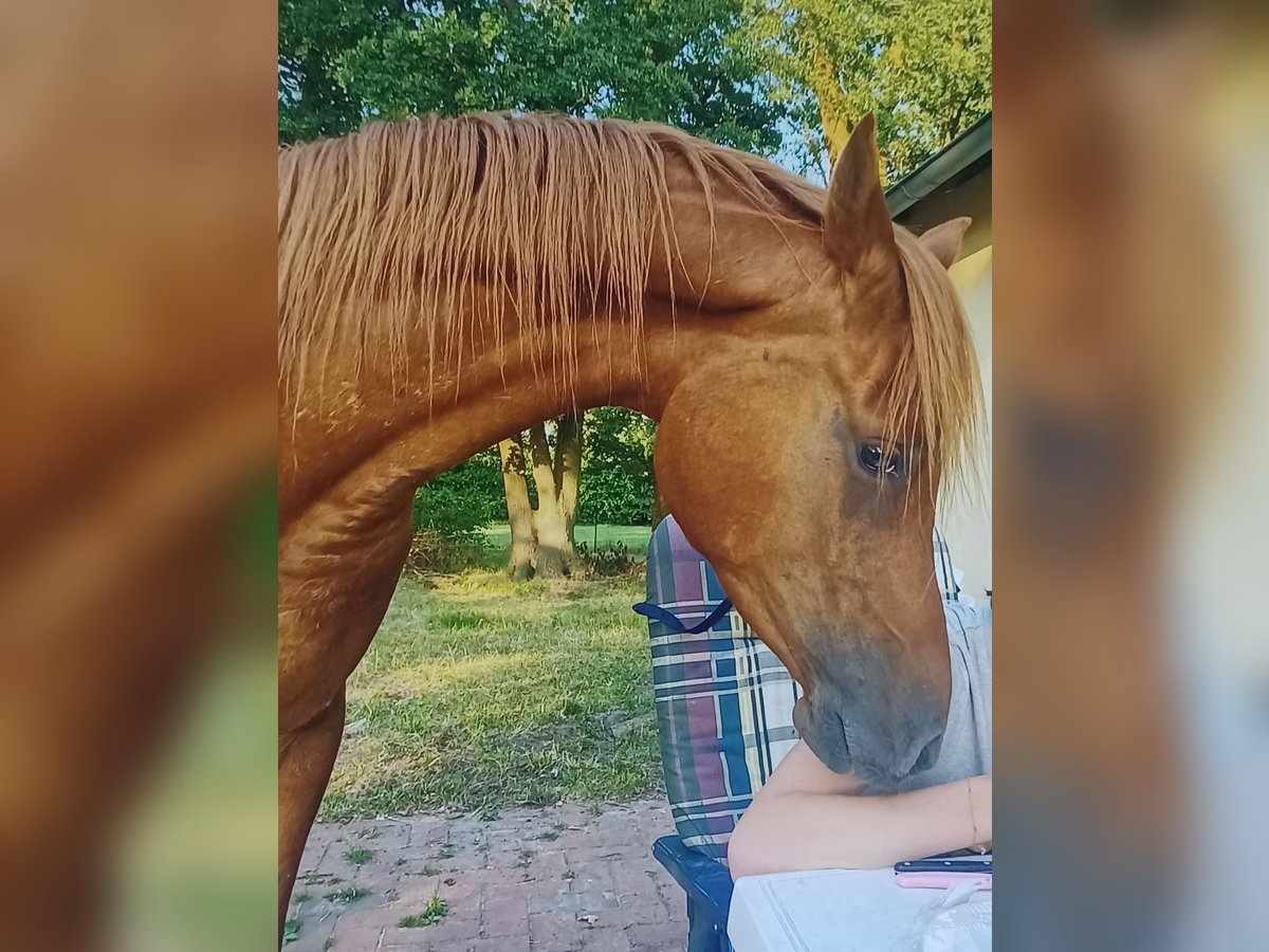 Pura Raza Árabe Caballo castrado 4 años 154 cm Alazán in Diepenau