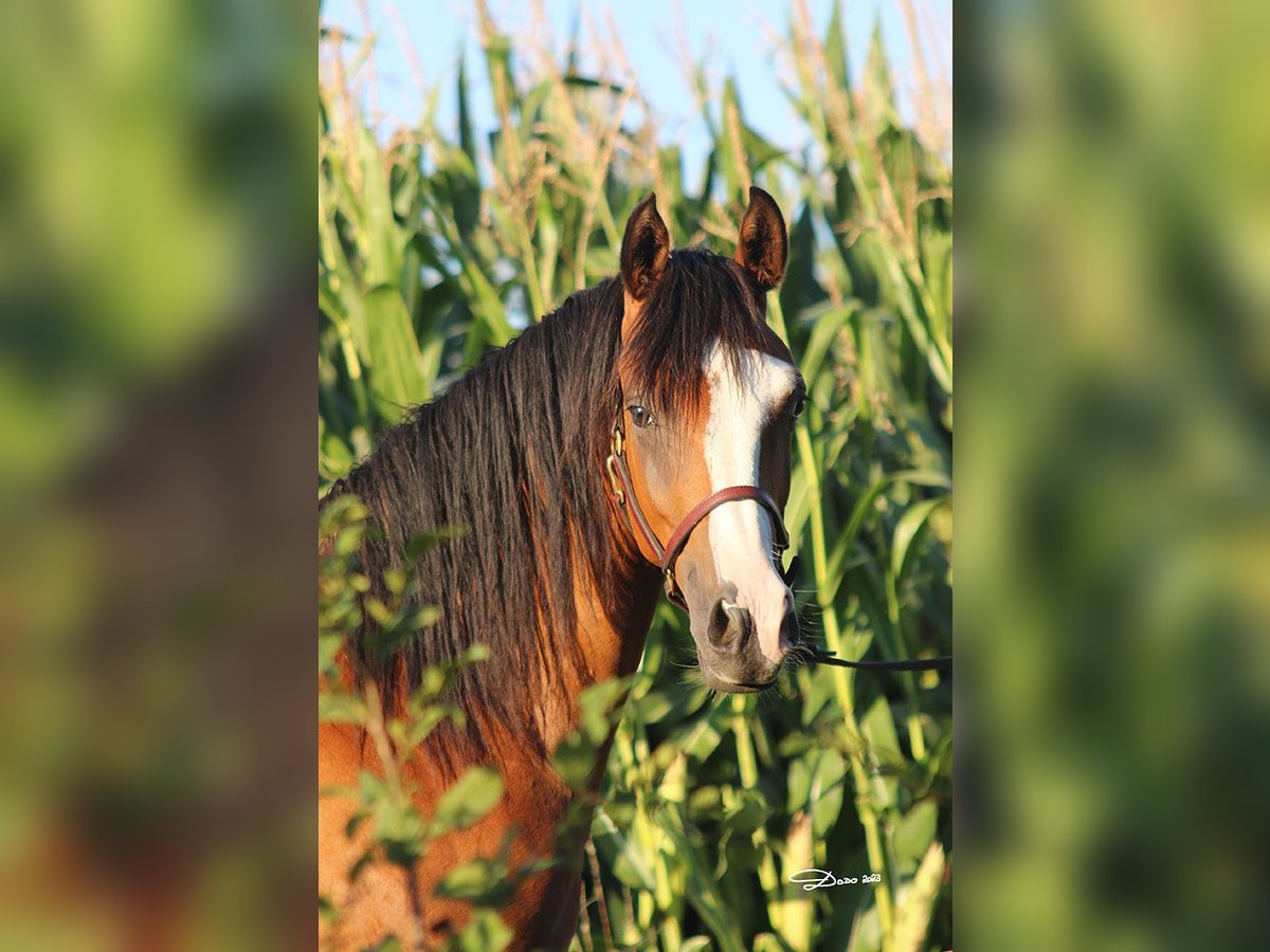Pura Raza Árabe Caballo castrado 4 años 154 cm Castaño in Niederthalheim