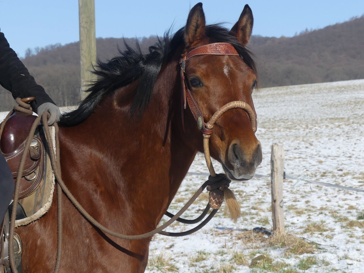 Pura Raza Árabe Caballo castrado 4 años 154 cm Castaño in Herzberg am Harz