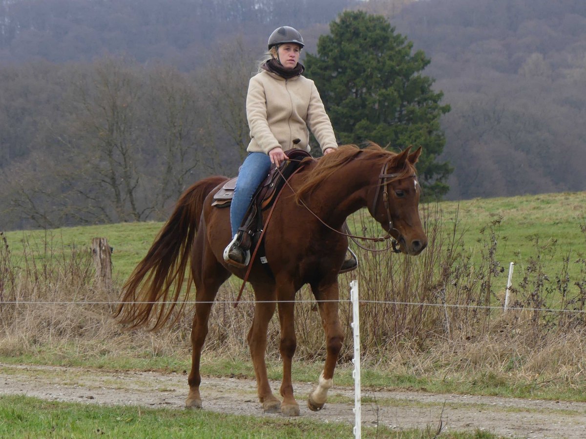 Pura Raza Árabe Caballo castrado 4 años 155 cm Alazán in Herzberg am Harz