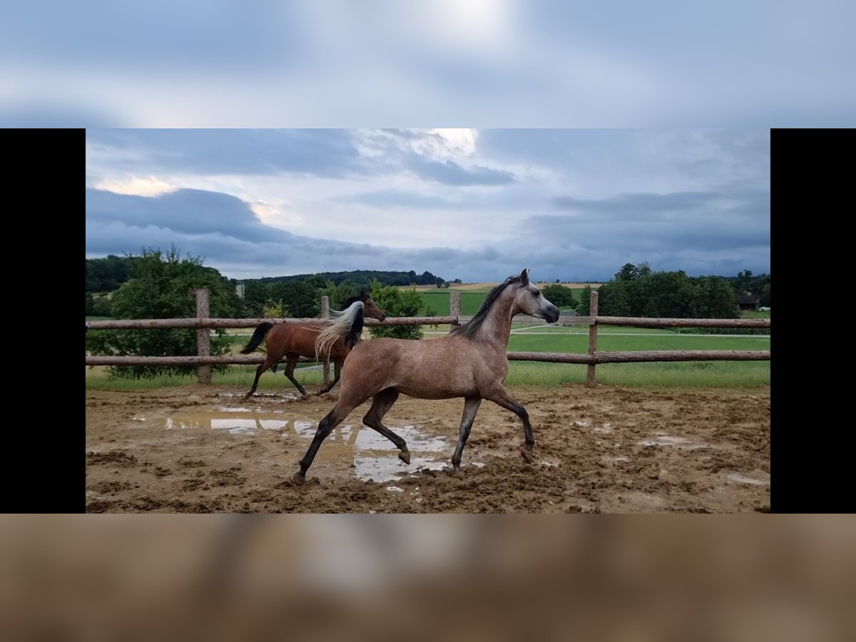 Pura Raza Árabe Caballo castrado 4 años 155 cm Tordo in H&#xFC;rm