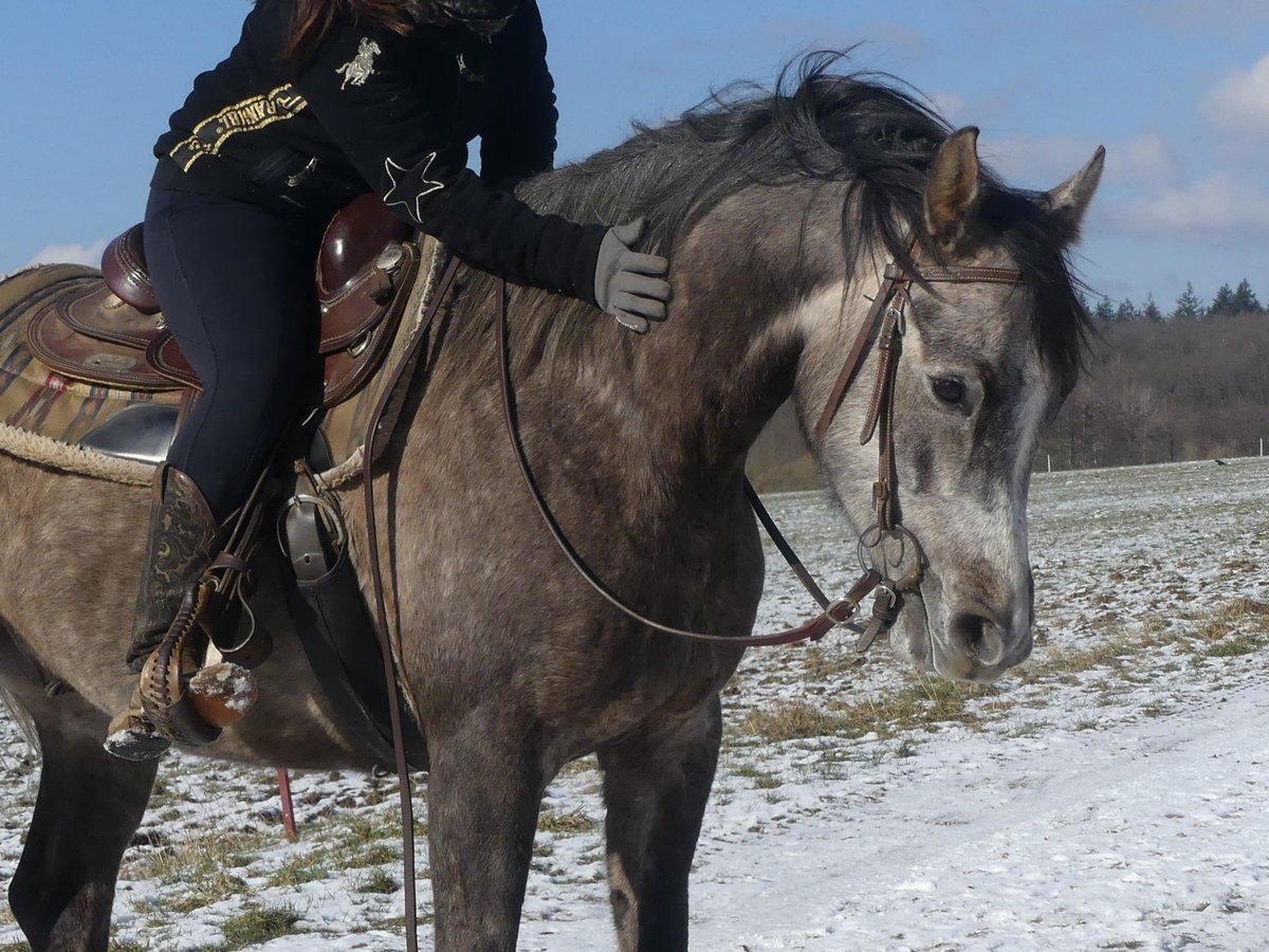 Pura Raza Árabe Caballo castrado 4 años 156 cm Tordo in Herzberg am Harz