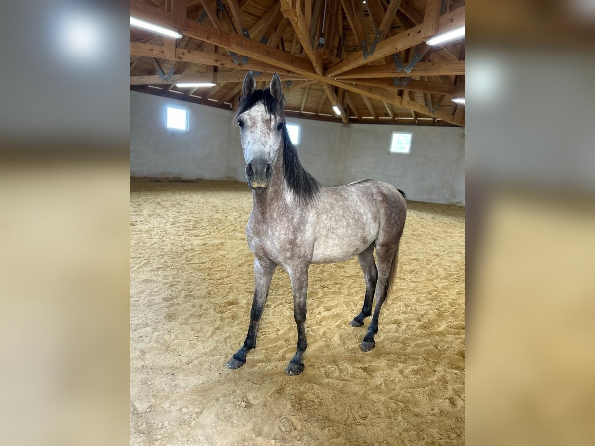 Pura Raza Árabe Caballo castrado 4 años 156 cm Tordo rodado in Hartkirchen