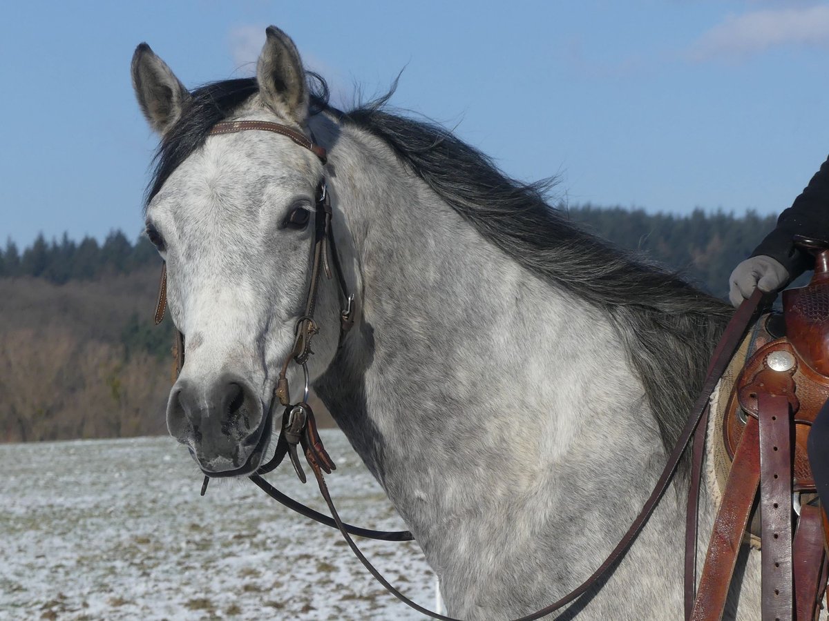 Pura Raza Árabe Caballo castrado 4 años 158 cm Tordo in Herzberg am Harz