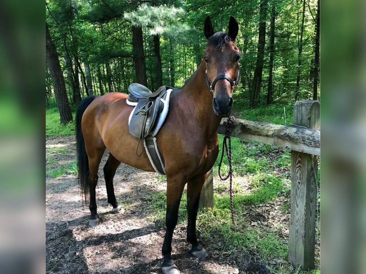 Pura Raza Árabe Caballo castrado 5 años 142 cm Alazán-tostado in Wisconsin