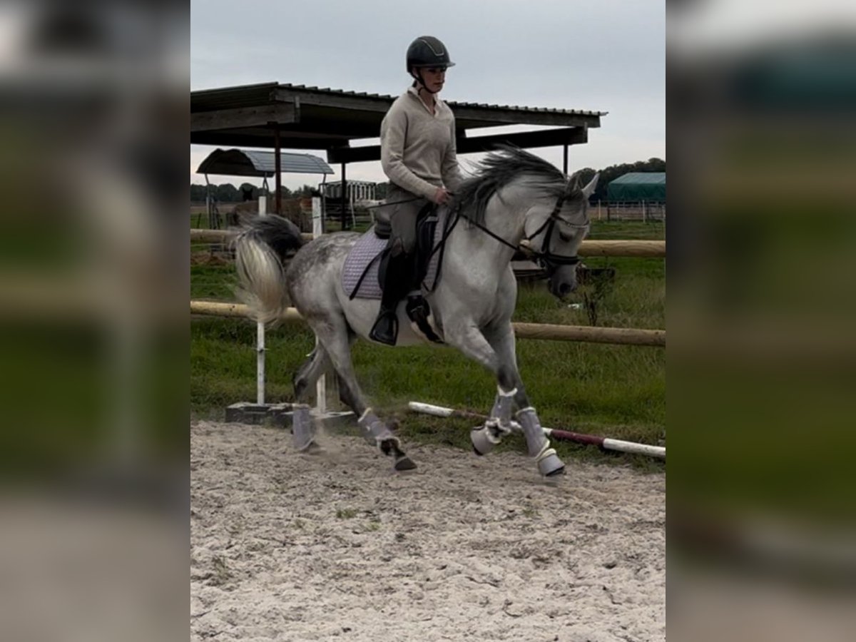 Pura Raza Árabe Caballo castrado 5 años 148 cm Tordo rodado in M&#xF6;nchengladbach