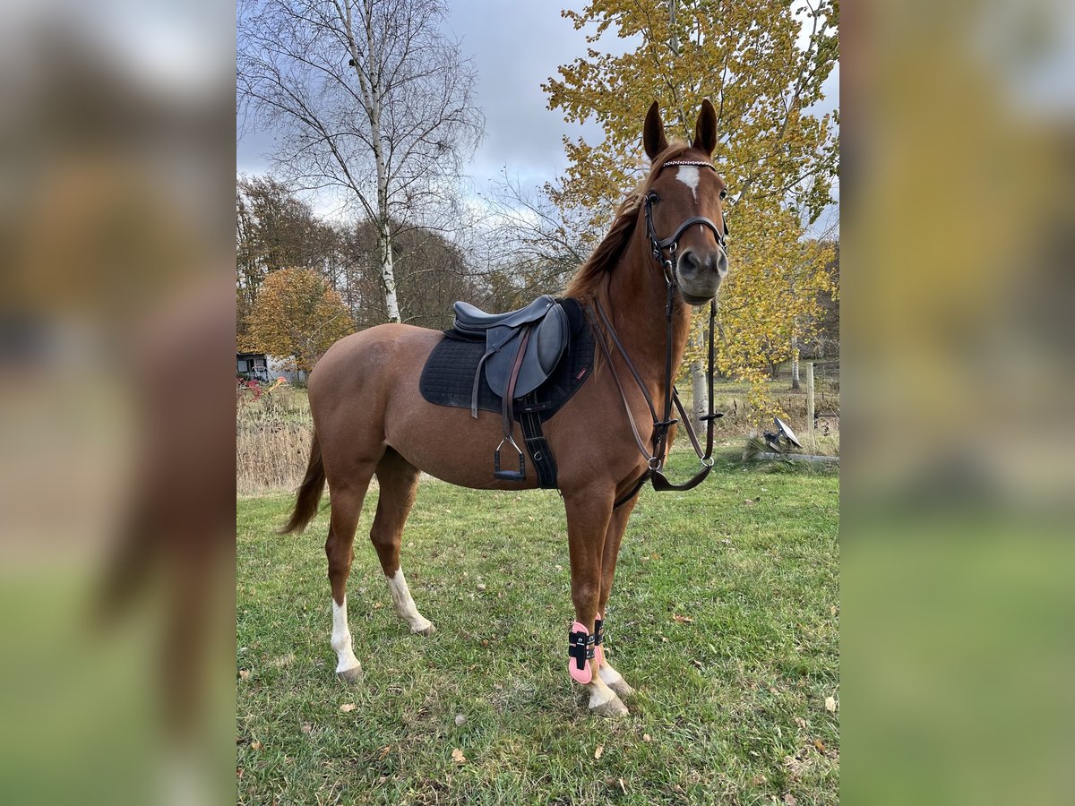 Pura Raza Árabe Caballo castrado 5 años 150 cm Alazán in Lövestad