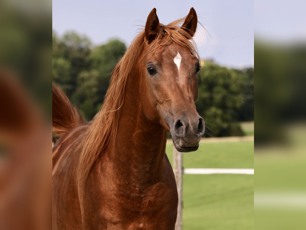 Pura Raza Árabe Caballo castrado 5 años 150 cm Alazán rojizo in Tarsdorf