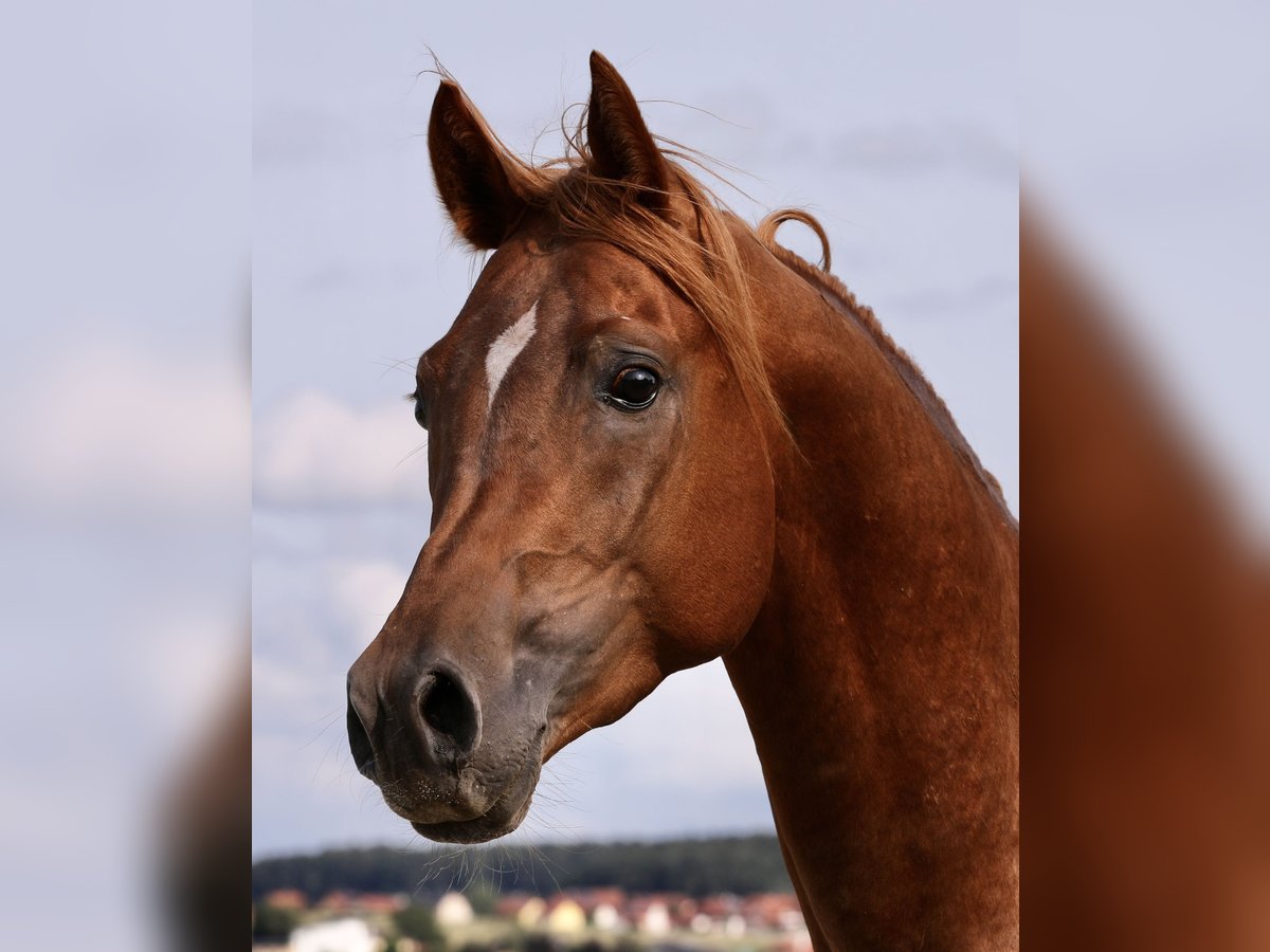 Pura Raza Árabe Caballo castrado 5 años 150 cm Alazán rojizo in Tarsdorf