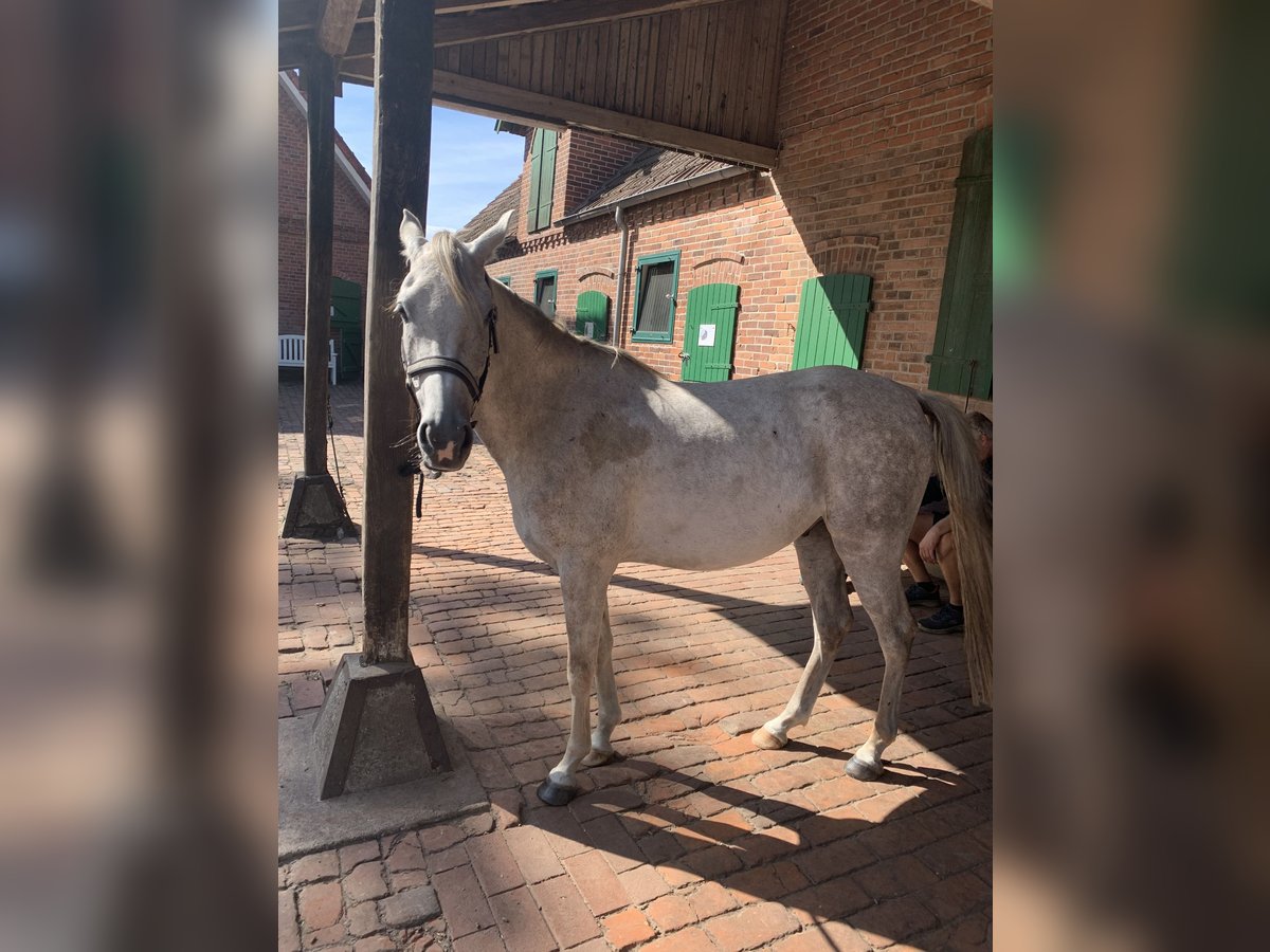 Pura Raza Árabe Caballo castrado 5 años 150 cm Tordo picazo in Riede