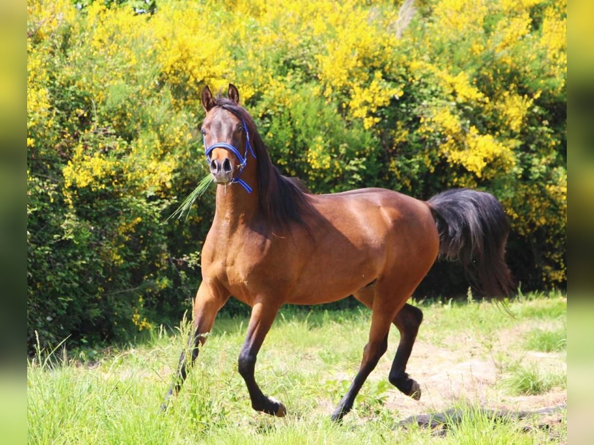 Pura Raza Árabe Caballo castrado 5 años 151 cm Morcillo in Mulheim