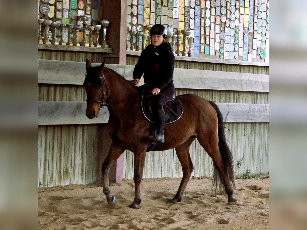 Pura Raza Árabe Caballo castrado 5 años 155 cm Castaño in Kehl