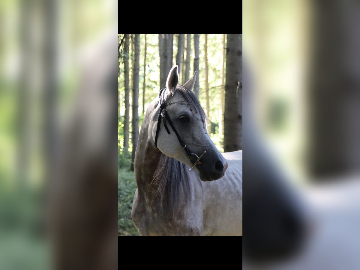 Pura Raza Árabe Caballo castrado 5 años 155 cm Tordo in Pfaffenhofen an der Ilm Pura Raza Árabe Caballo castrado 5 años 155 cm Tordo in Pfaffenhofen an der Ilm