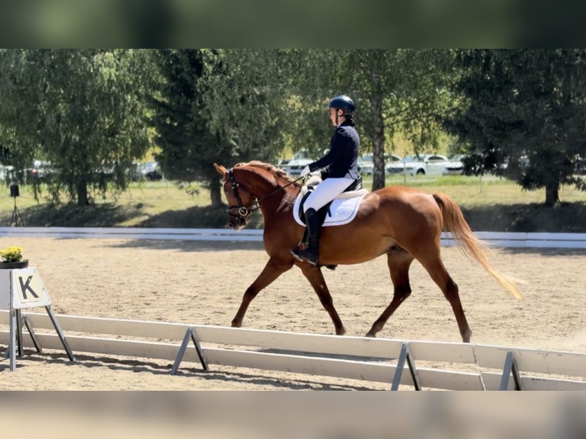 Pura Raza Árabe Caballo castrado 5 años 157 cm Alazán in Kreut