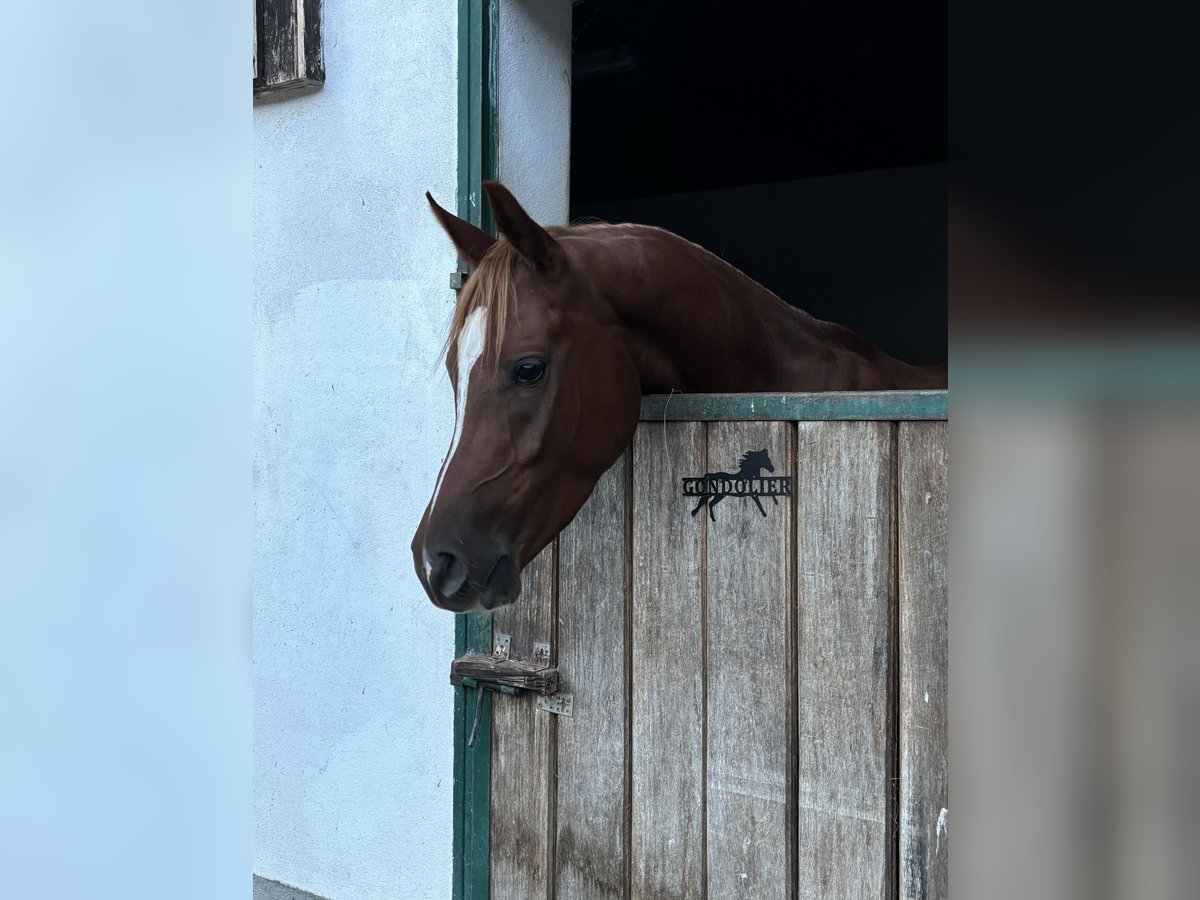 Pura Raza Árabe Caballo castrado 5 años 157 cm Alazán in KreutSchwanenstadt