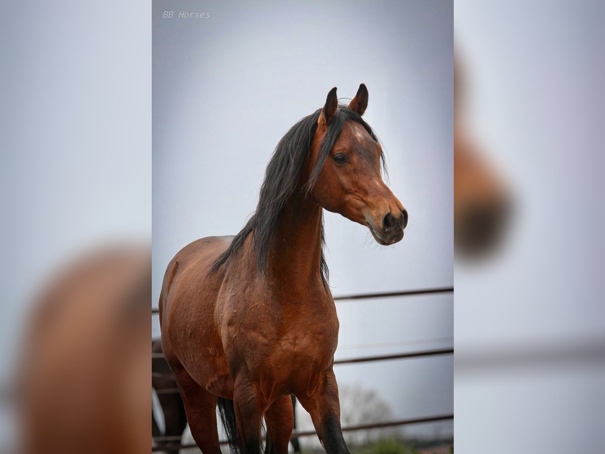 Pura Raza Árabe Caballo castrado 5 años 157 cm Castaño in Pastetten