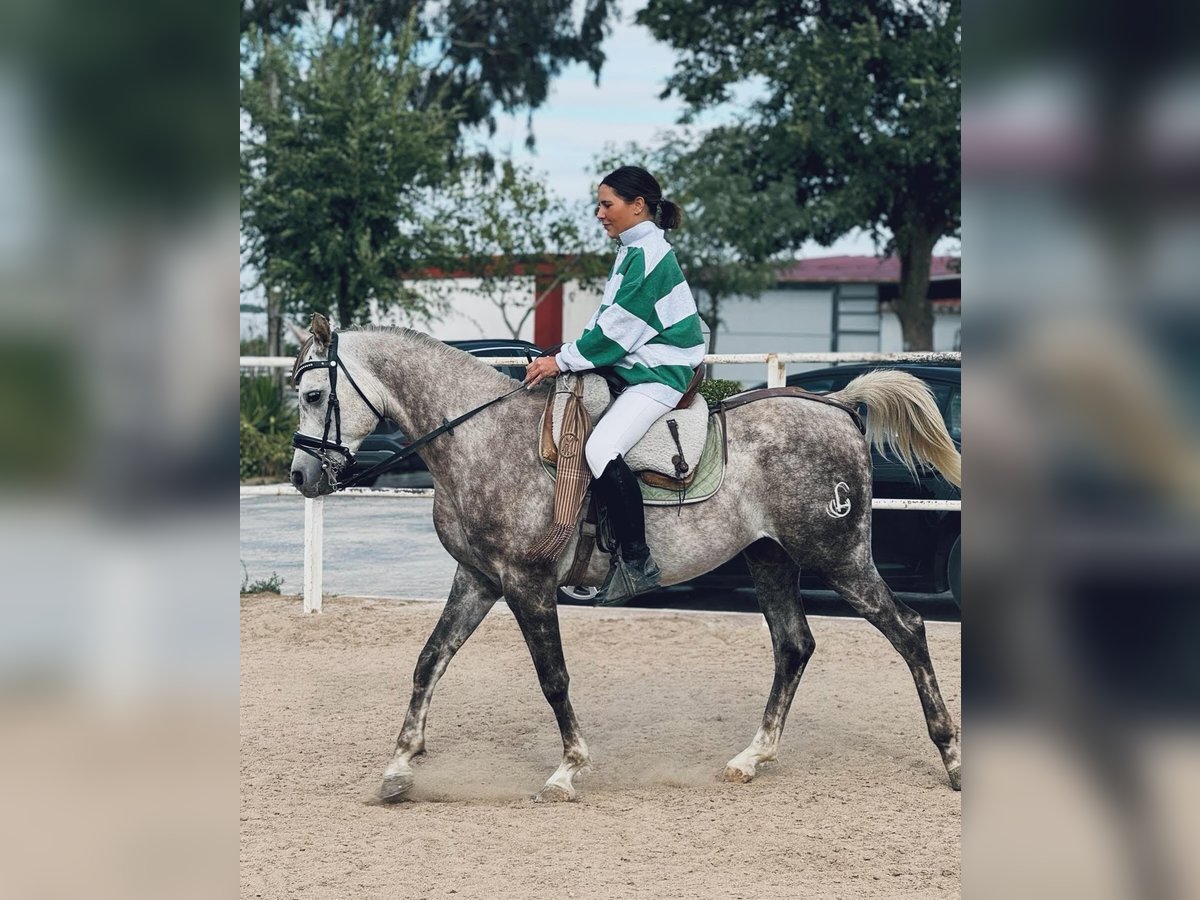 Pura Raza Árabe Caballo castrado 5 años in Griñon