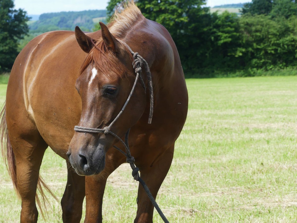 Pura Raza Árabe Caballo castrado 6 años 152 cm Alazán in Herzberg am Harz