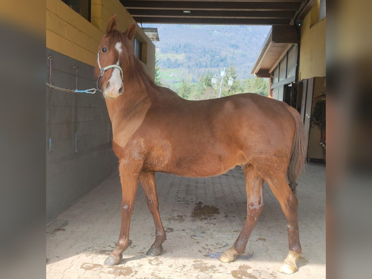 Pura Raza Árabe Caballo castrado 6 años 155 cm Alazán in Clusone