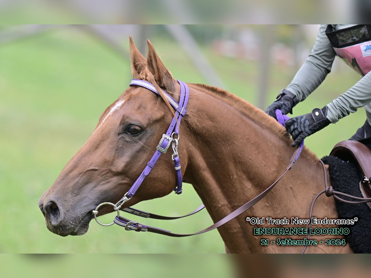 Pura Raza Árabe Caballo castrado 6 años 155 cm Alazán rojizo in Penthaz