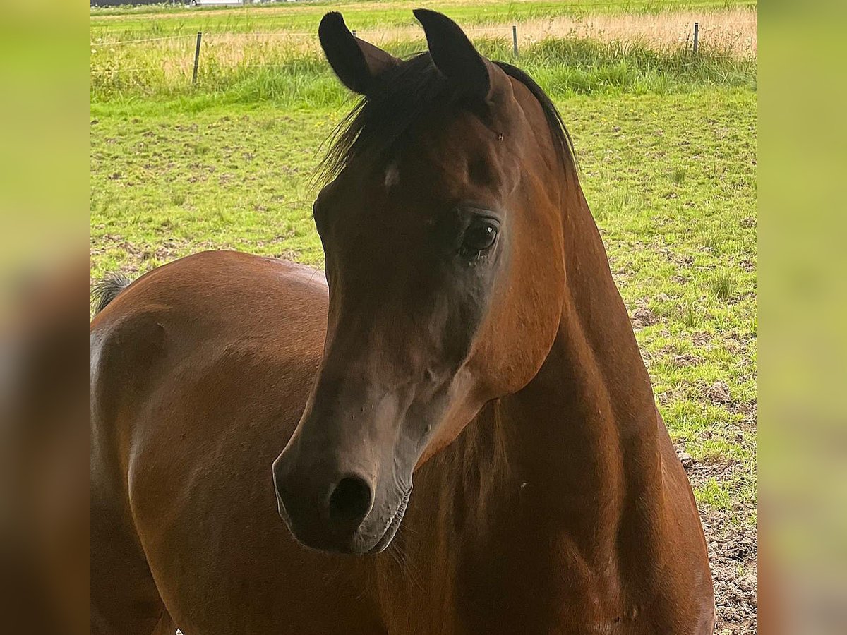 Pura Raza Árabe Caballo castrado 6 años 155 cm Castaño in Haslach