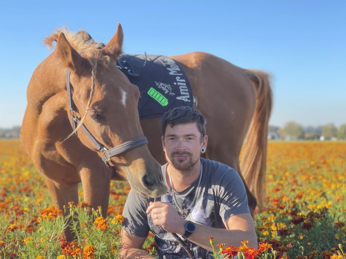 Pura Raza Árabe Caballo castrado 6 años 158 cm Alazán in Gangelt