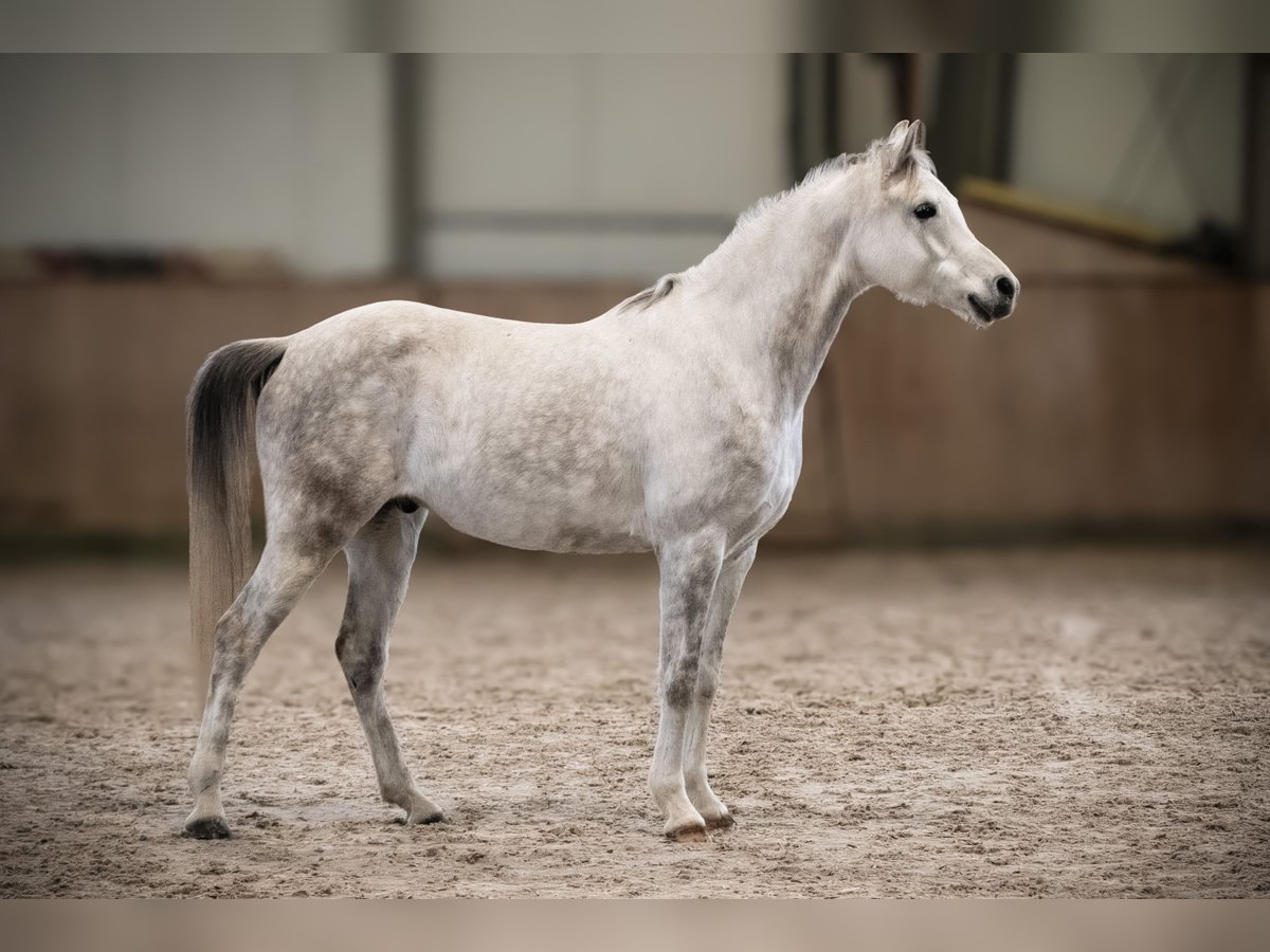 Pura Raza Árabe Caballo castrado 6 años 160 cm Tordo in Kempten