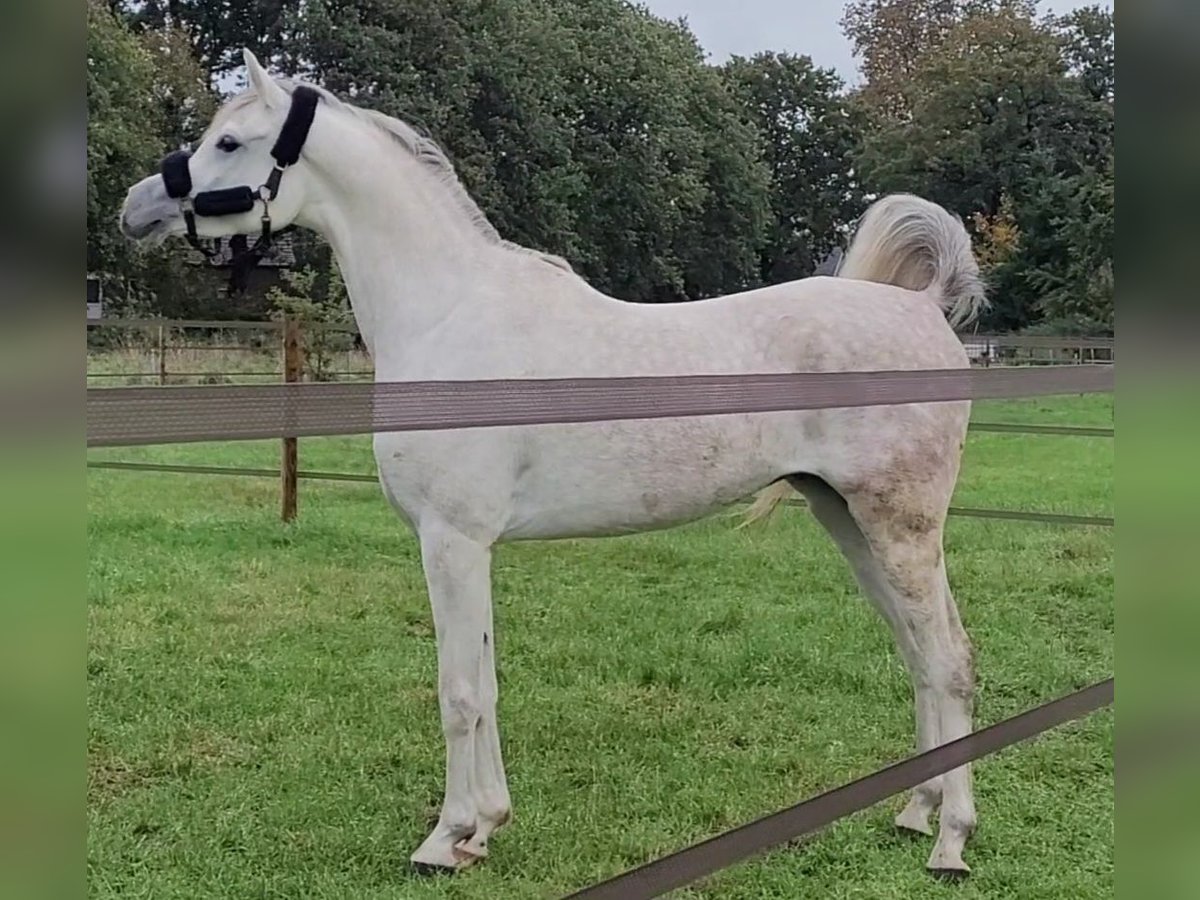 Pura Raza Árabe Caballo castrado 6 años 163 cm Tordo in Haren