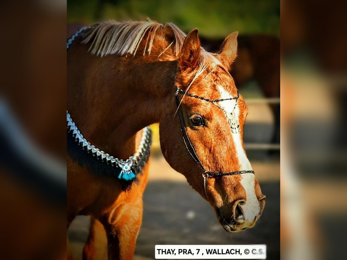 Pura Raza Árabe Caballo castrado 7 años 145 cm Alazán in Conil de la Fronterra